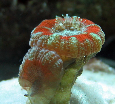 Acans