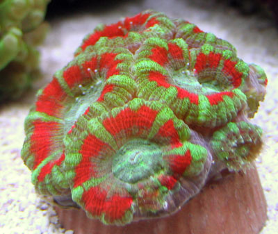 Acans