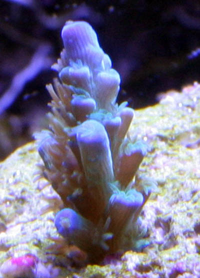 Acropora