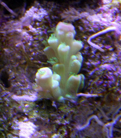 Acropora