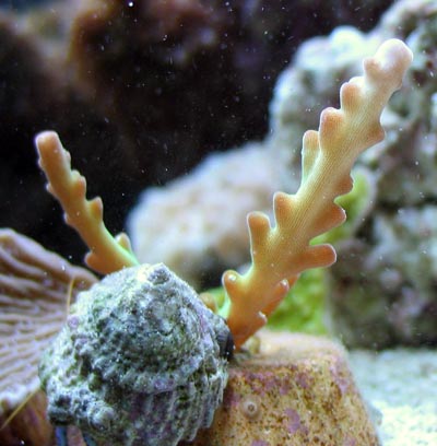 Acropora