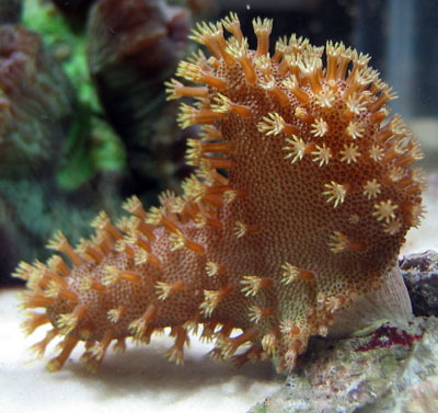 Devils Hand Coral