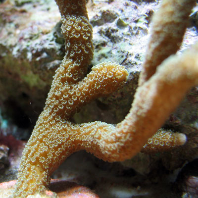 Montipora Digitata