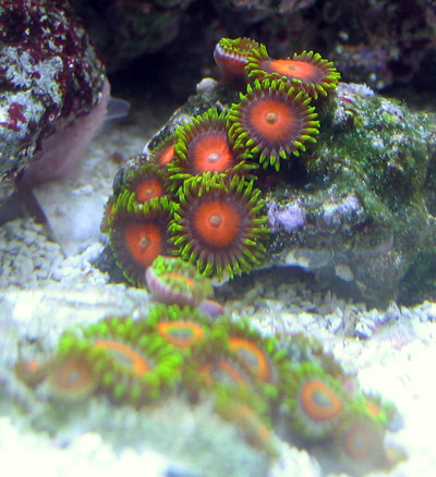 Zoanthid Corals