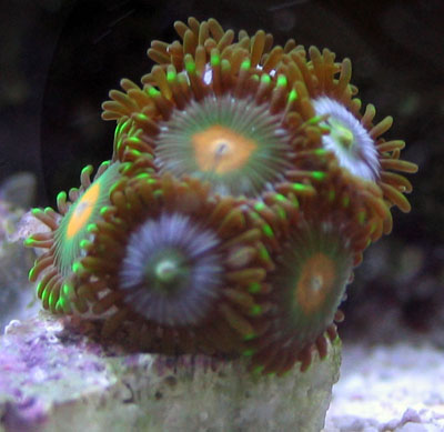 Zoanthid Corals