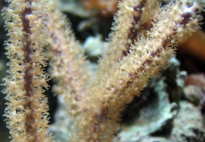 Gorgonian