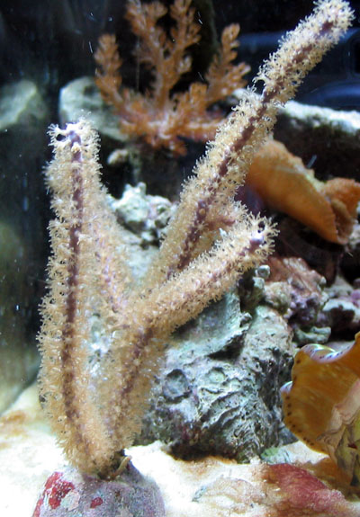 Gorgonian