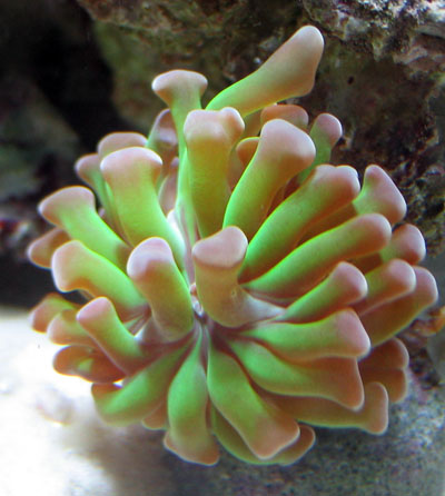 Hammer Coral