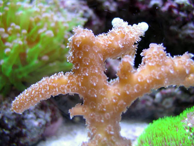 Millepora
