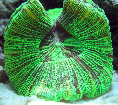 Open Brain Coral