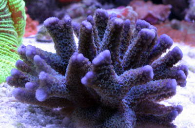Montipora Digitata