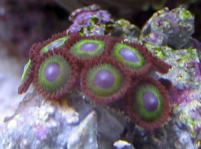 Zoanthid Corals