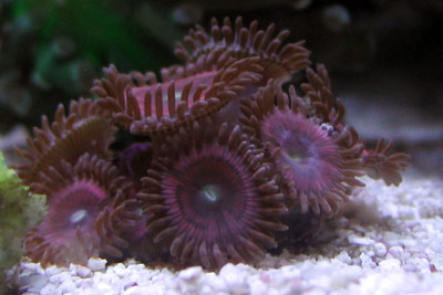 Zoanthid Corals
