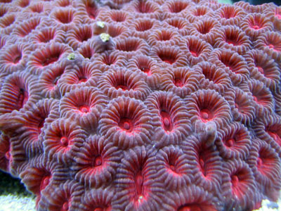 Favia Coral