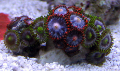 Zoanthid Corals