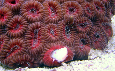 Favia Coral