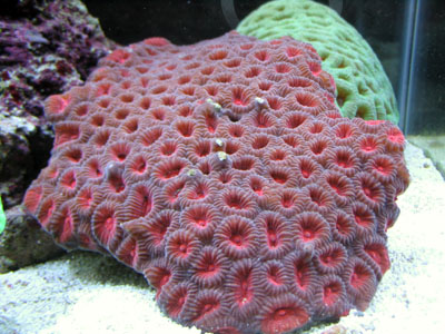 Favia Coral