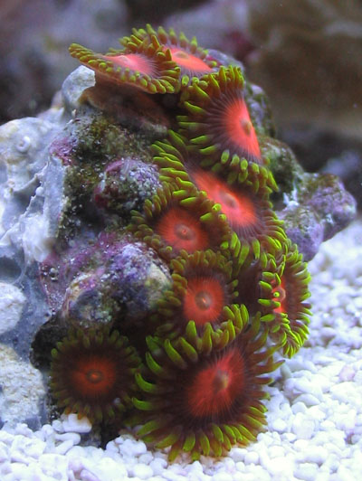 Zoanthid Corals