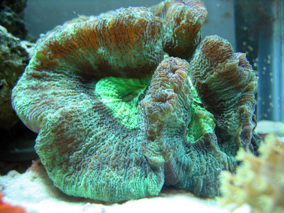 Wellsophyllia