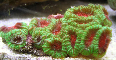Favia Coral