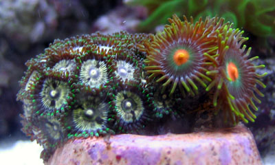 Zoanthid Corals