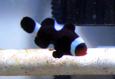 Clownfish