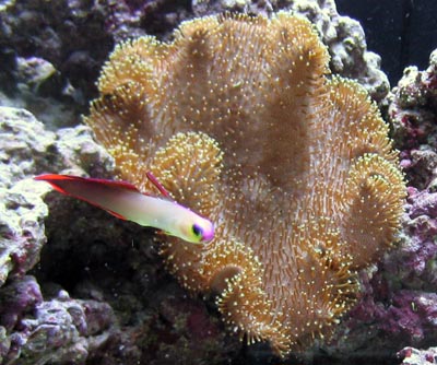 Firefish