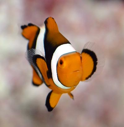 Clownfish