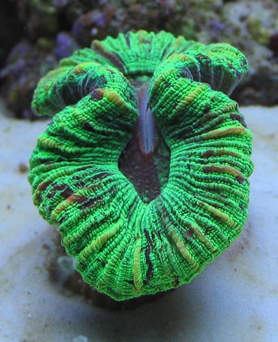 Large Polyp Stony Corals LPS – Tyler Merrick