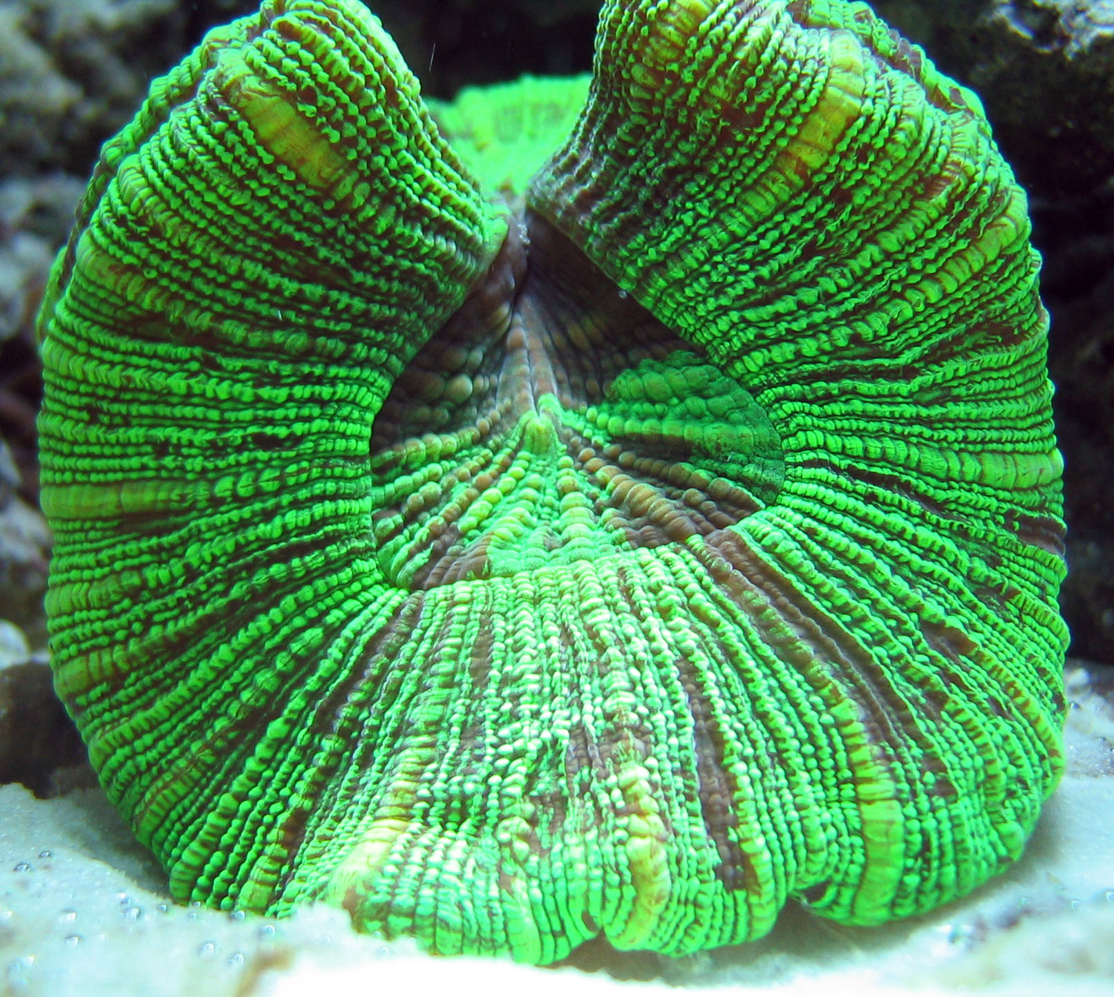 Large Polyp Stony Corals LPS – Tyler Merrick